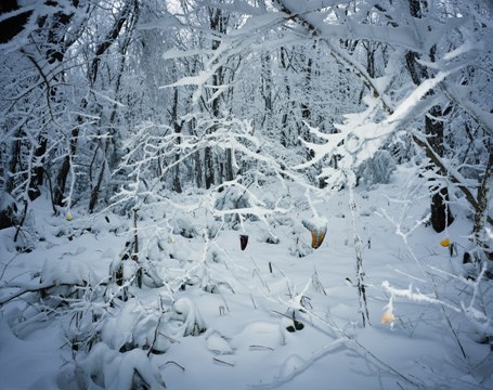 Tenseless-56 Winter flowers
