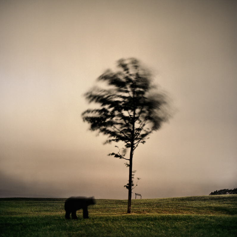 Imputed Scenery_Bear