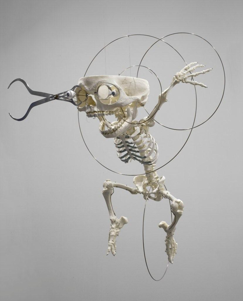 Homo Species Anatomy Figure 1