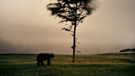 Imputed Scenery_Bear 썸네일