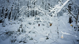 Tenseless-56 Winter flowers 썸네일