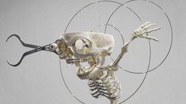 Homo Species Anatomy Figure 1 썸네일